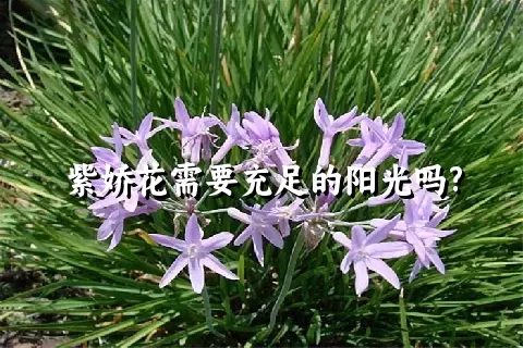 紫娇花需要充足的阳光吗?