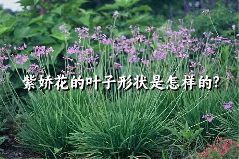 紫娇花的叶子形状是怎样的?