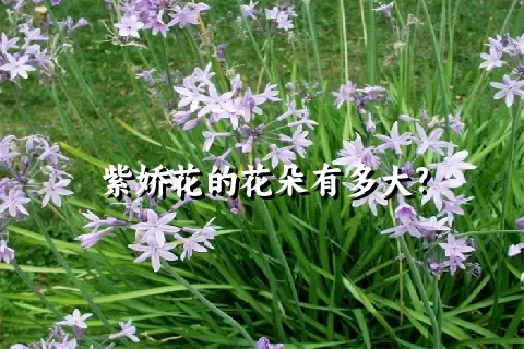 紫娇花的花朵有多大?