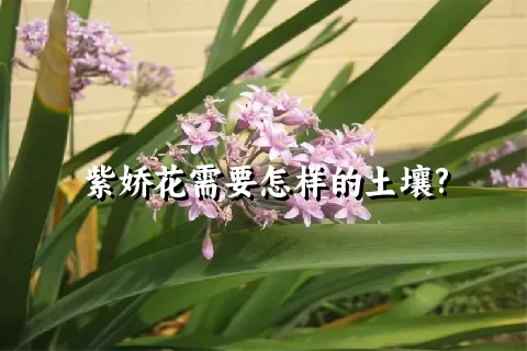 紫娇花需要怎样的土壤?