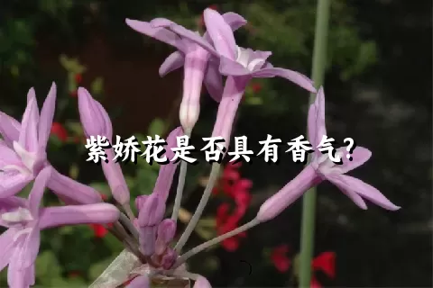 紫娇花是否具有香气?