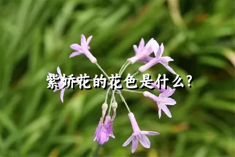 紫娇花的花色是什么?