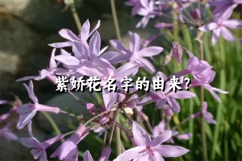 紫娇花名字的由来？