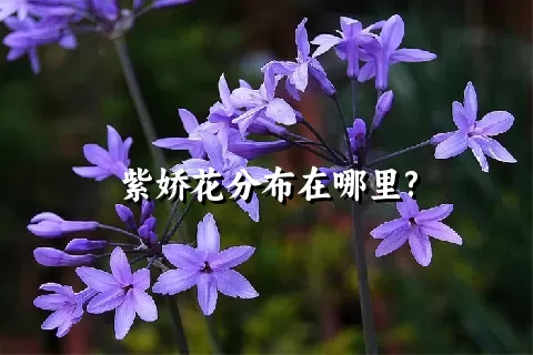 紫娇花分布在哪里?