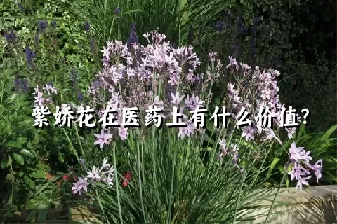 紫娇花在医药上有什么价值？