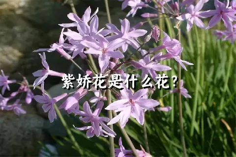 紫娇花是什么花？