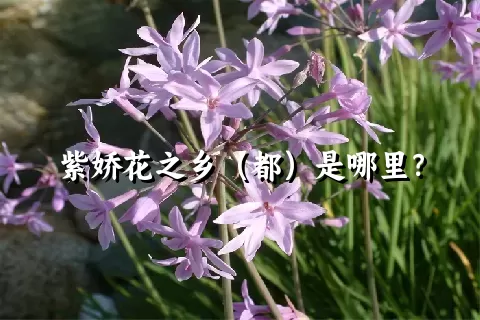 紫娇花之乡（都）是哪里？