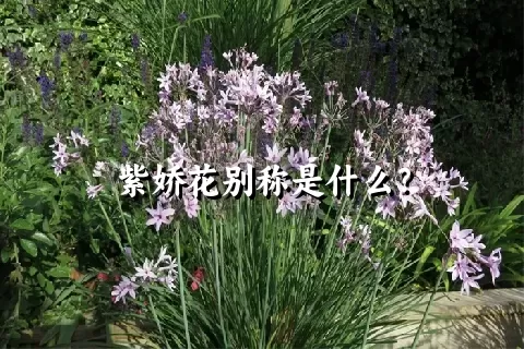 紫娇花别称是什么？