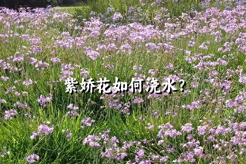 紫娇花如何浇水？