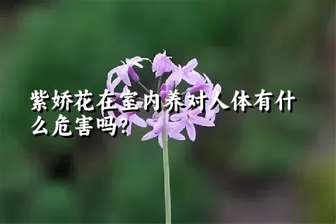 紫娇花在室内养对人体有什么危害吗？