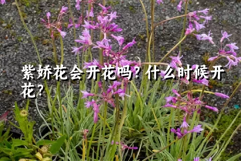 紫娇花会开花吗？什么时候开花？