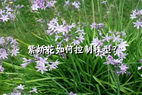 紫娇花如何控制株型？