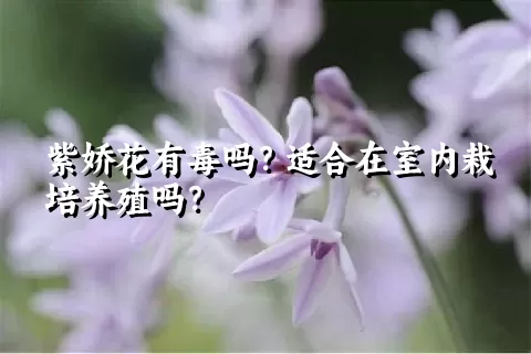 紫娇花有毒吗？适合在室内栽培养殖吗？