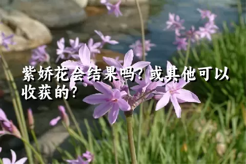 紫娇花会结果吗？或其他可以收获的？