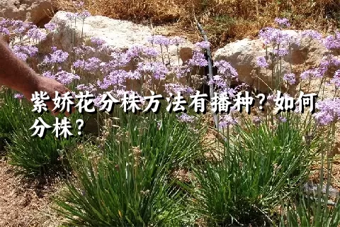 紫娇花分株方法有播种？如何分株？