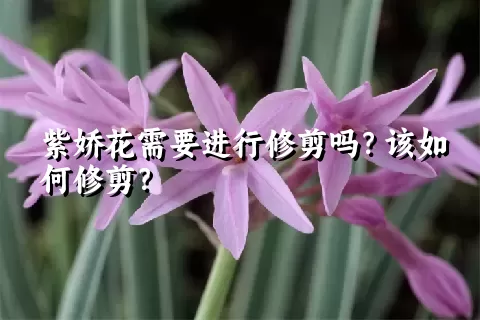 紫娇花需要进行修剪吗？该如何修剪？