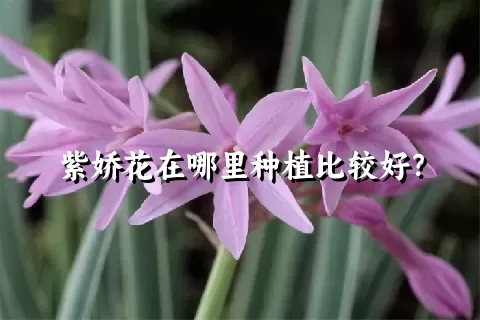 紫娇花在哪里种植比较好？