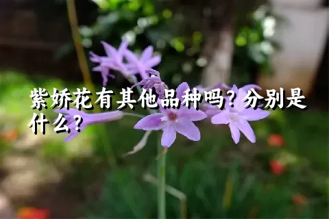 紫娇花有其他品种吗？分别是什么？