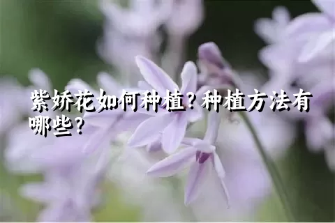 紫娇花如何种植？种植方法有哪些？