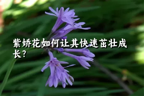 紫娇花如何让其快速茁壮成长？