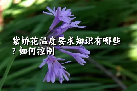 紫娇花温度要求知识有哪些？如何控制