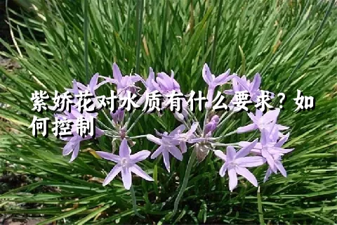 紫娇花对水质有什么要求？如何控制