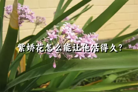 紫娇花怎么能让他活得久？