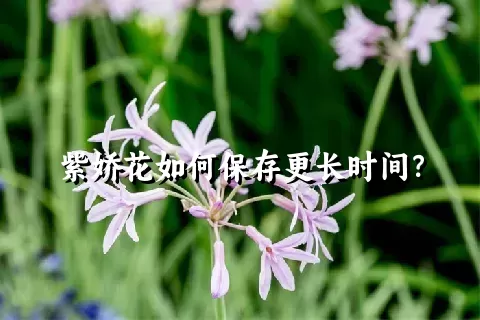 紫娇花如何保存更长时间？