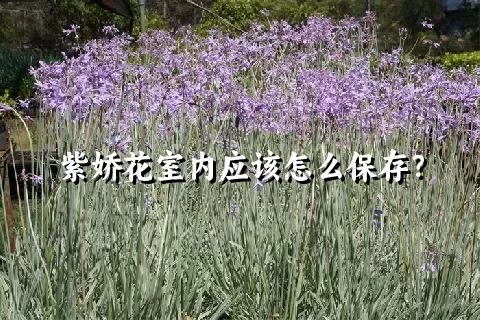 紫娇花室内应该怎么保存？