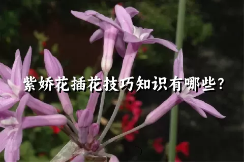 紫娇花插花技巧知识有哪些？