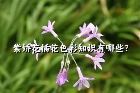 紫娇花插花色彩知识有哪些？