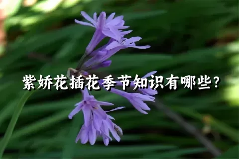 紫娇花插花季节知识有哪些？