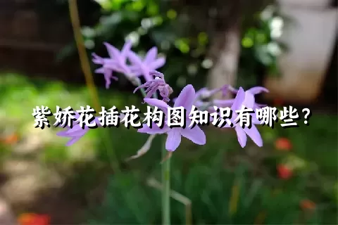 紫娇花插花构图知识有哪些？