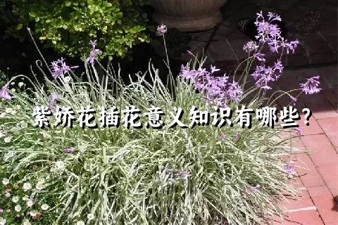 紫娇花插花意义知识有哪些？