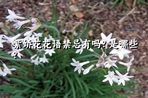 紫娇花花语禁忌有吗？是哪些？