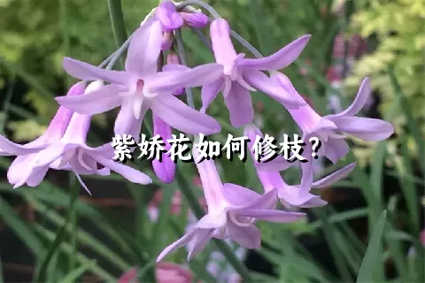 紫娇花如何修枝？