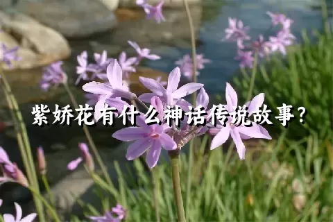 紫娇花有什么神话传说故事？