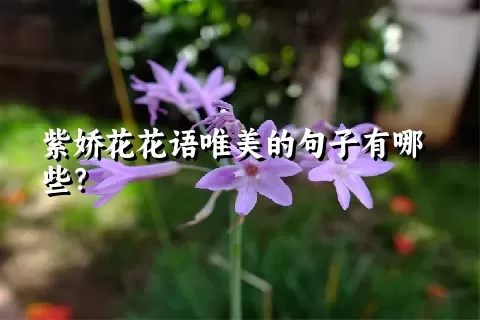 紫娇花花语唯美的句子有哪些？