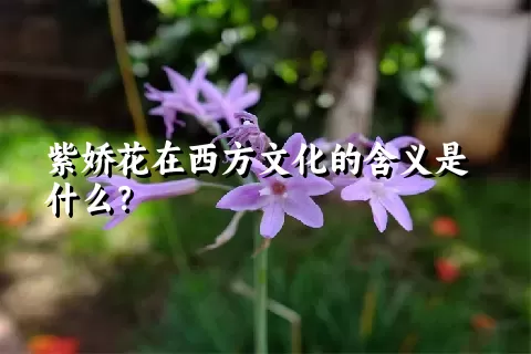 紫娇花在西方文化的含义是什么？