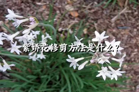 紫娇花修剪方法是什么？