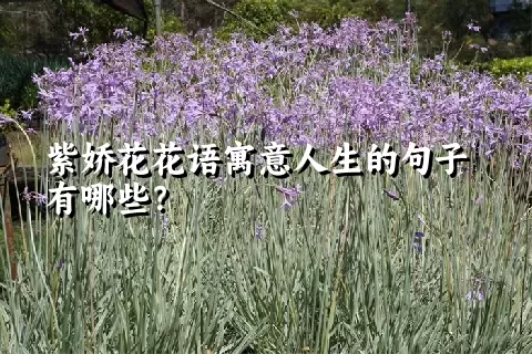 紫娇花花语寓意人生的句子有哪些？