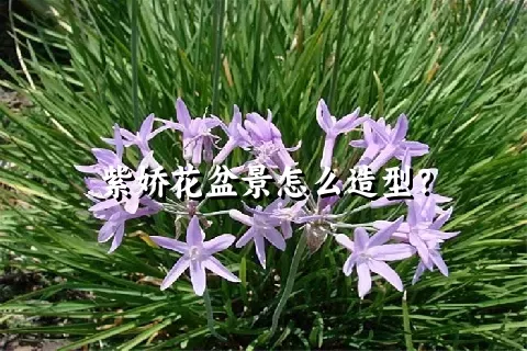 紫娇花盆景怎么造型？