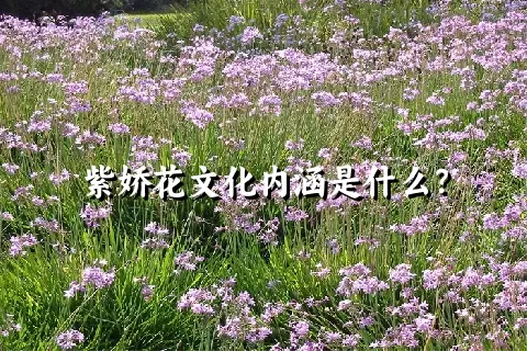 紫娇花文化内涵是什么？