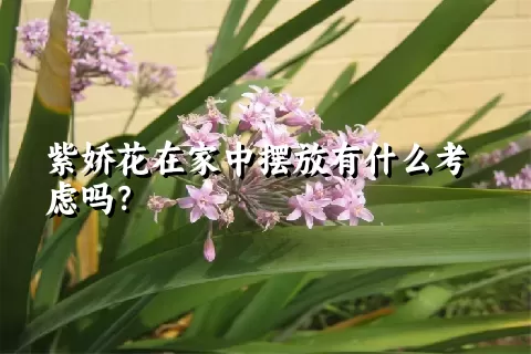 紫娇花在家中摆放有什么考虑吗？