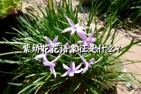 紫娇花花语象征是什么？