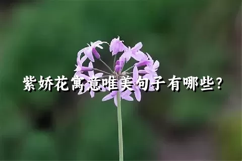 紫娇花寓意唯美句子有哪些？