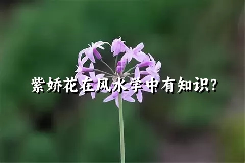 紫娇花在风水学中有知识？