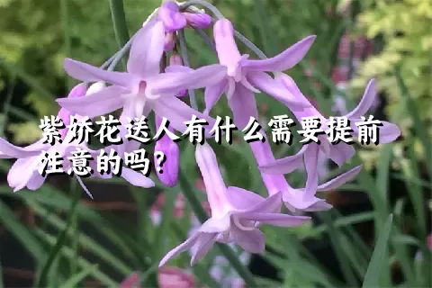 紫娇花送人有什么需要提前注意的吗？