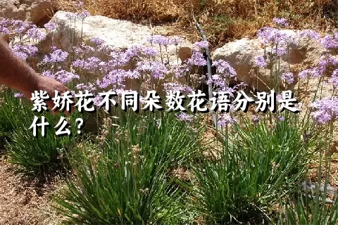 紫娇花不同朵数花语分别是什么？