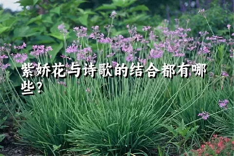 紫娇花与诗歌的结合都有哪些？